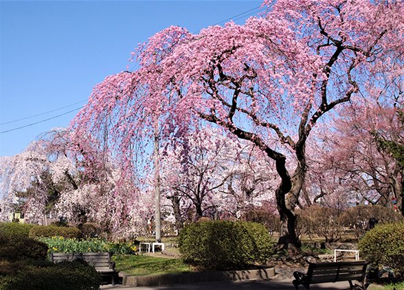 🌳 미즈사와 공원(미즈사와 코엔) 이미지 7